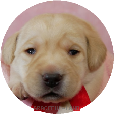 英国ラブラドールの子犬